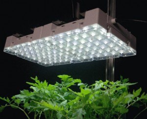 Grow Lights Grow Lights