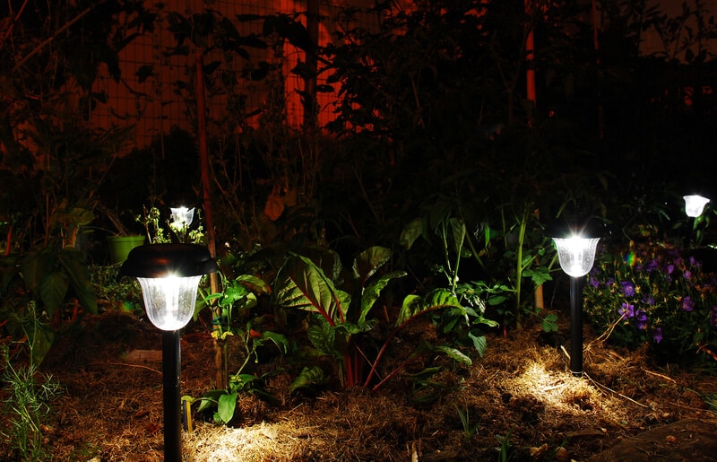 Solar lights in a garden after dark. Beet, campanula and pepper plants can be seen growing in the garden, and the wall in the background is lit orange in the fading light.