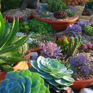 15 Amazing Succulent Decorating Ideas