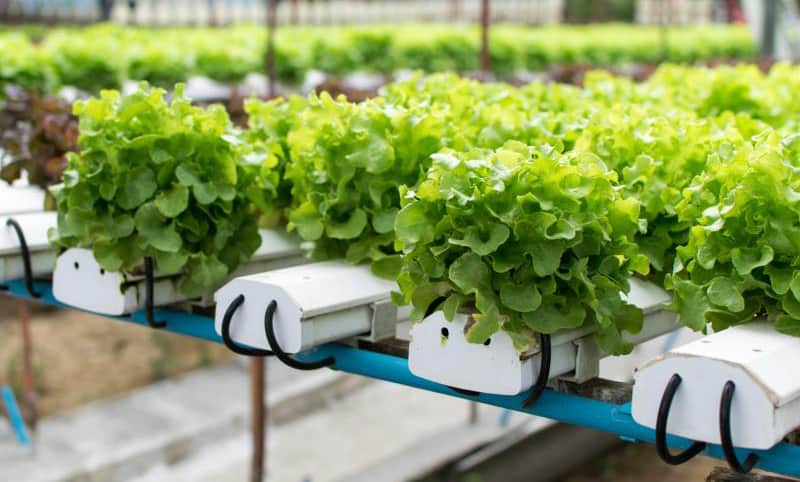 5 Benefits of Hydroponic Gardening and 5 Disadvantages | Yard Surfer