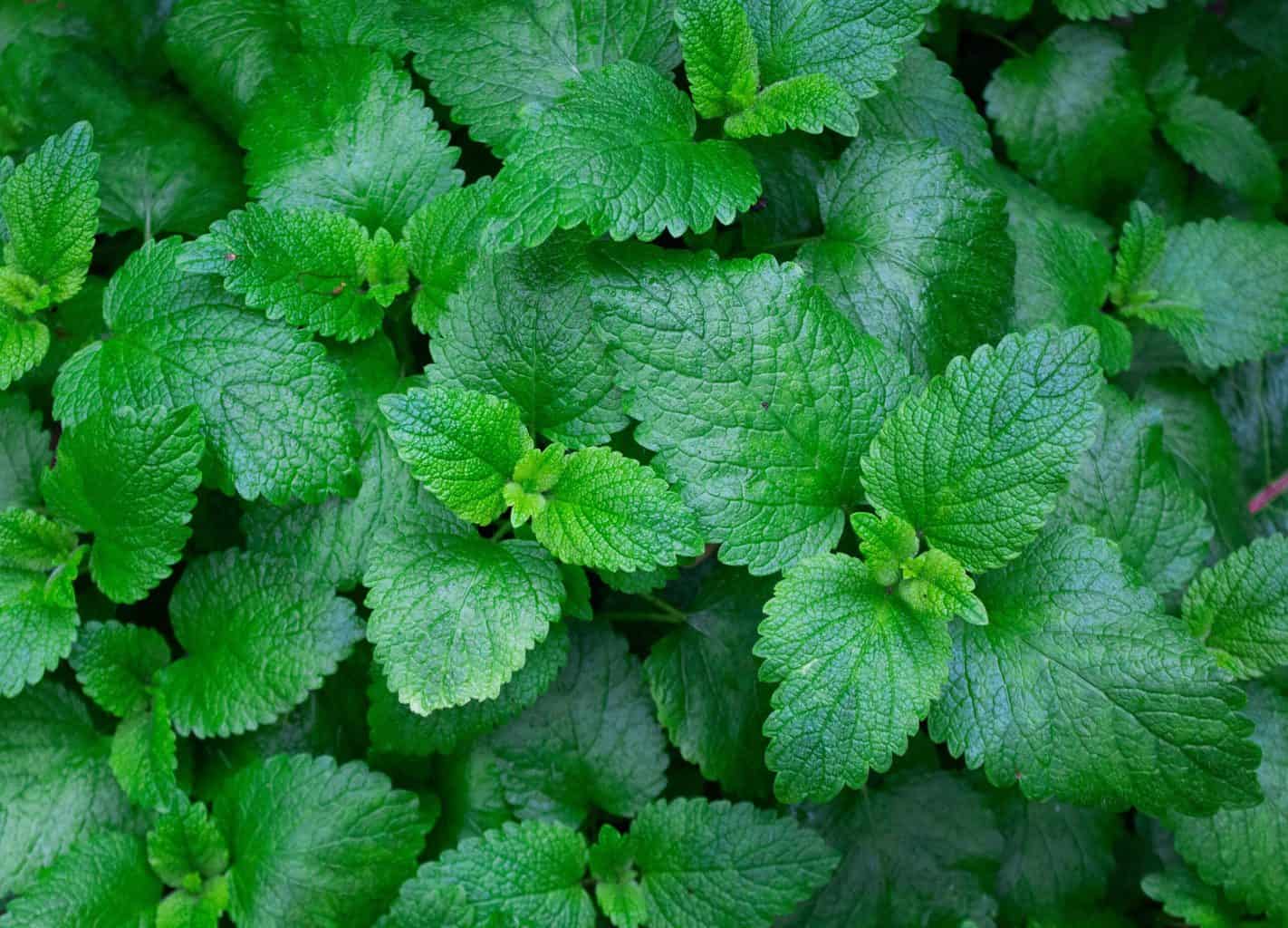 mint leaves edible
