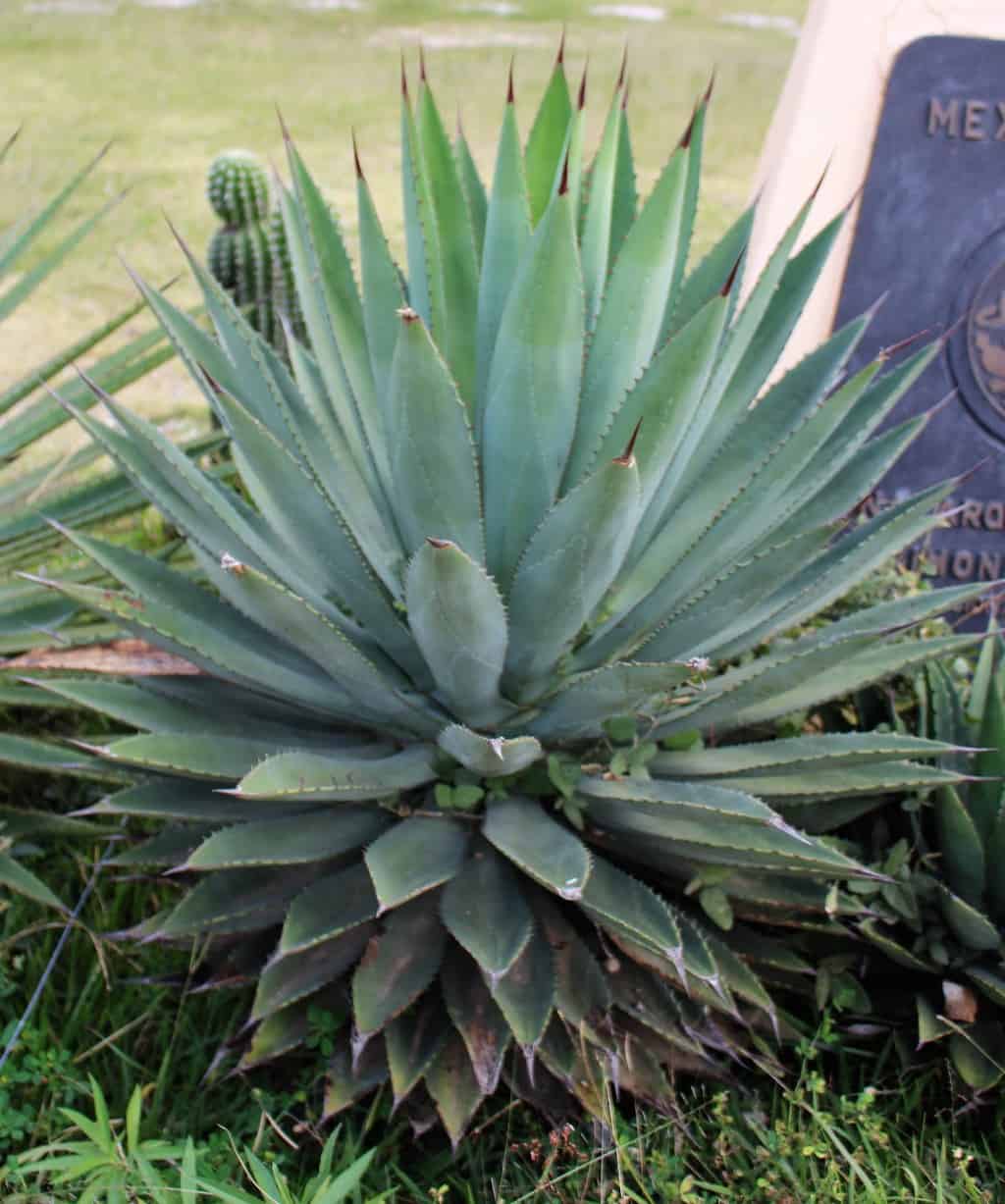 Are Agave Slow Growing?