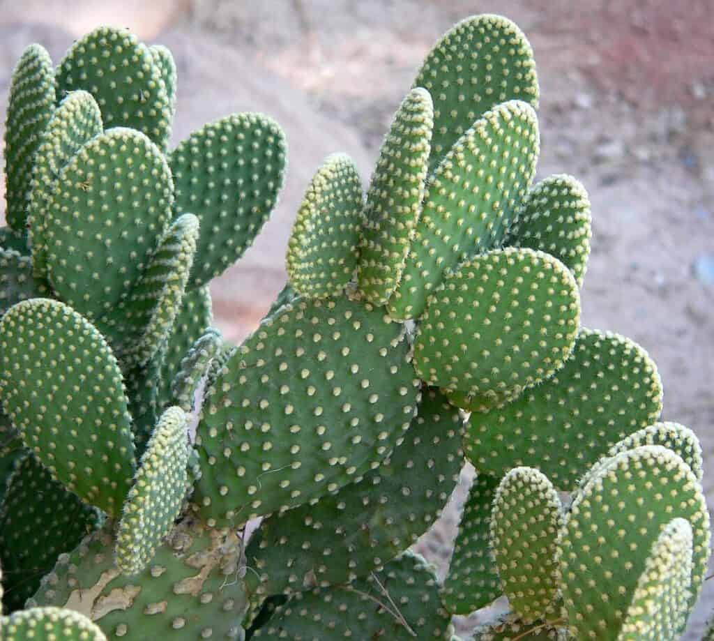 Top 97+ Images show me pictures of cactuses Full HD, 2k, 4k