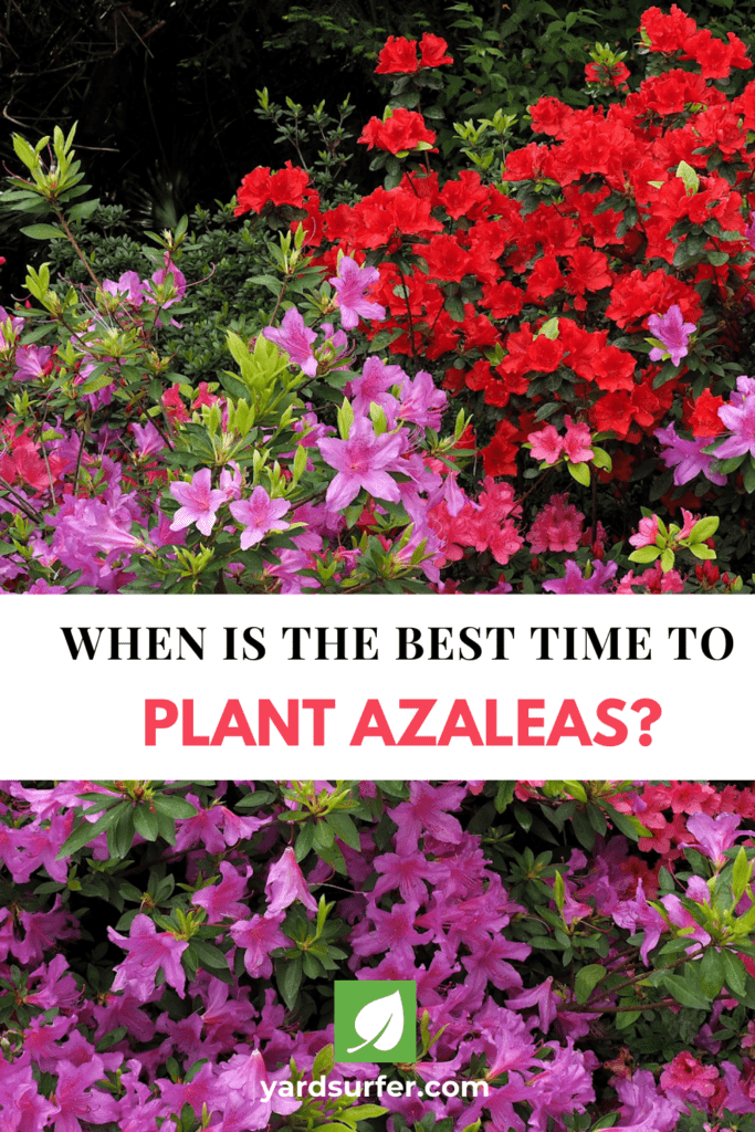 Best place to plant azaleas Idea