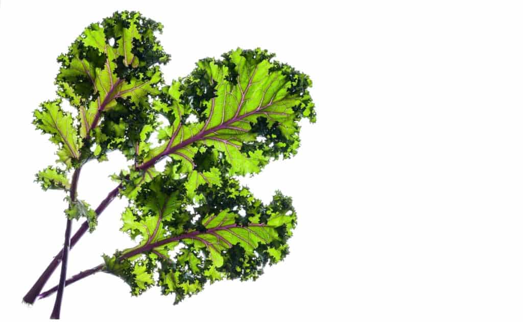 How to Grow and Care for Kale: Planting Guide | Yard Surfer