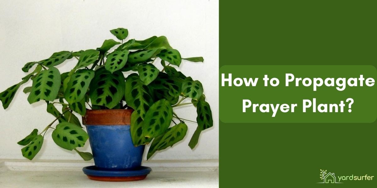 How to Propagate Prayer Plant and Care for Them