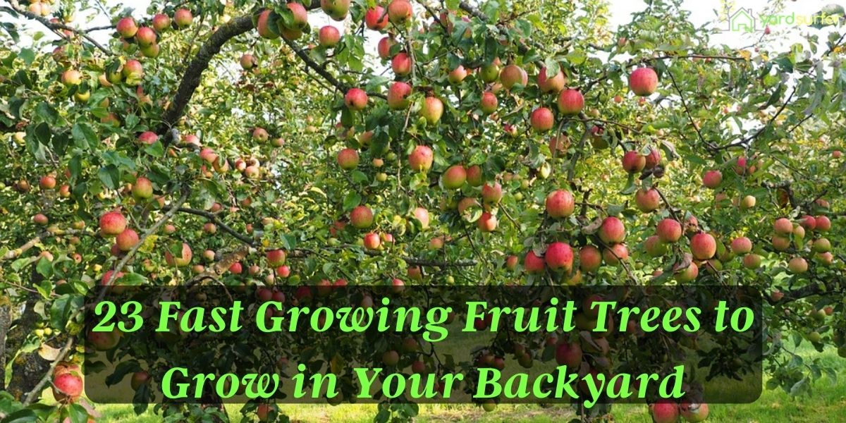 What fruit trees grow above 4000 feet