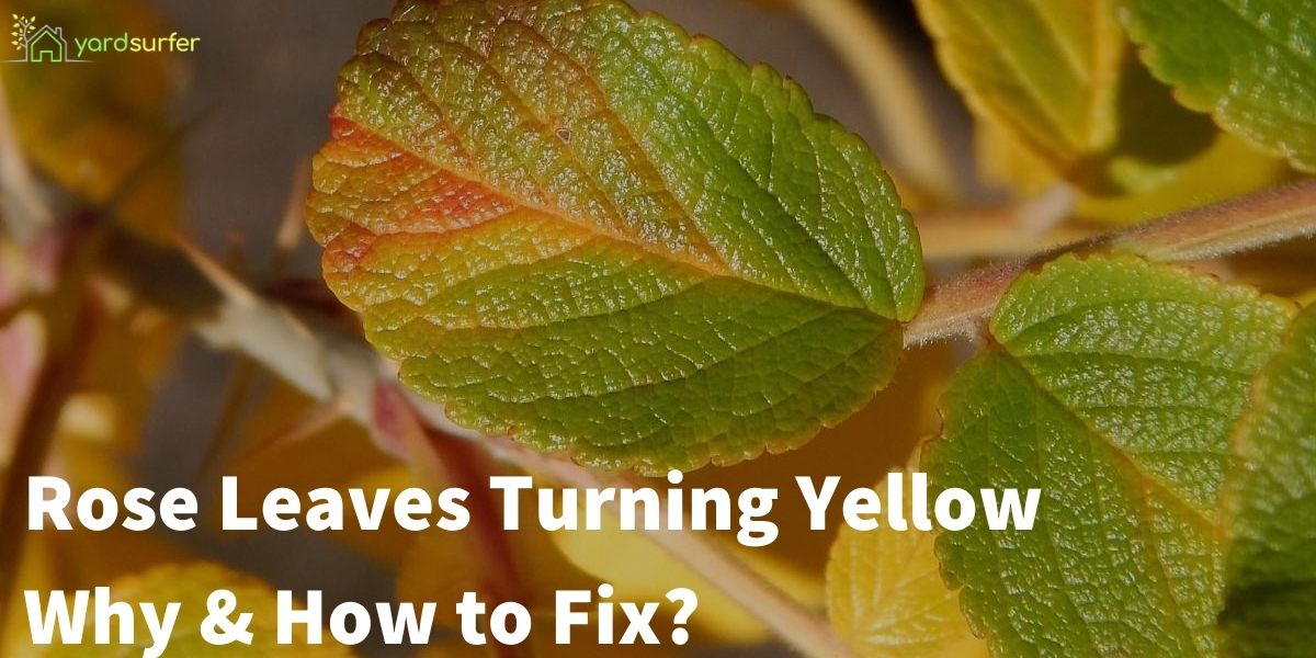 Rose Leaves Turning Yellow: Why & How to Fix | Yard Surfer