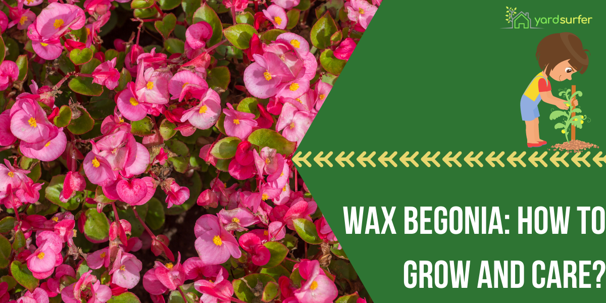 wax begonia care